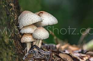 Mushrooms