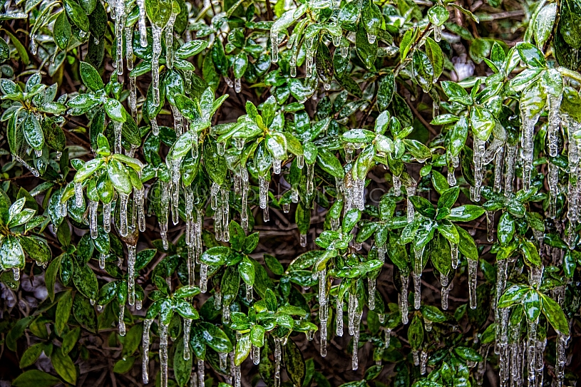 Frozen Shrub