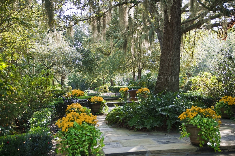 Bellingrath Gardens Mums