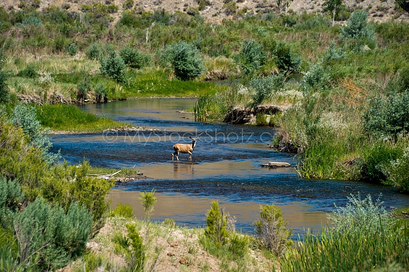 Deer crossing stream or river