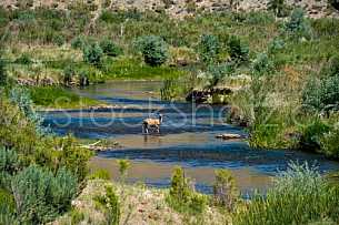 Deer crossing stream or river