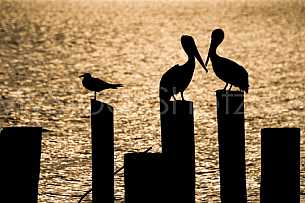 Dauphin Island Alabama Fun!