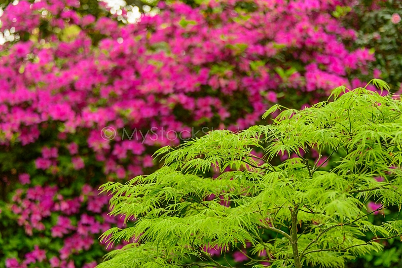 Beautiful Bellingrath Gardens