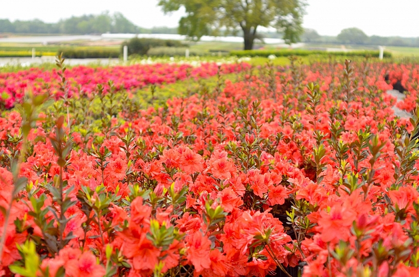 Nursery Industry in Mobile County, Alabama
