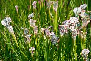Baldwin County Pitcher Plant Bog