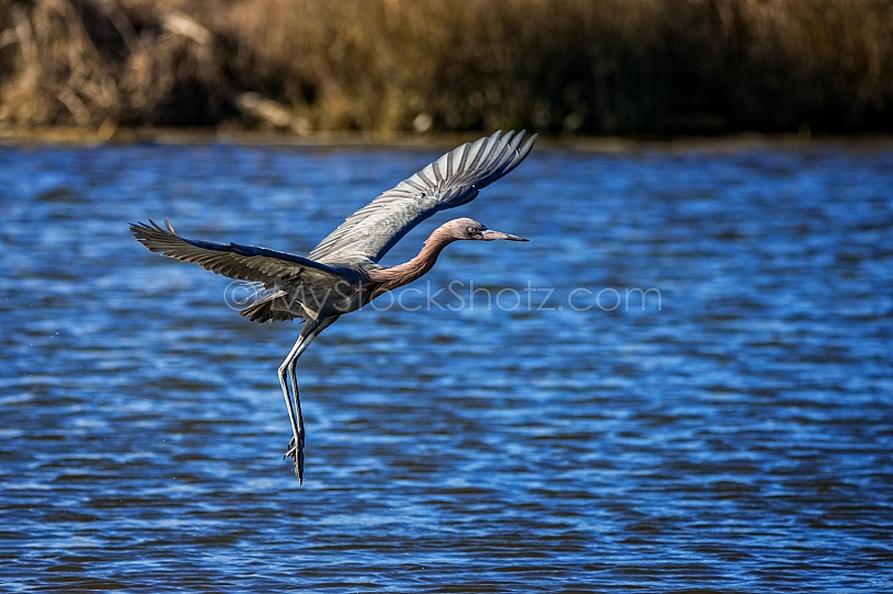 Great Blue Heron in flight