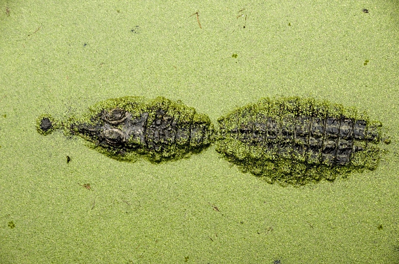 Alligator in the swamp