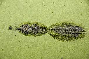 Alligator in the swamp