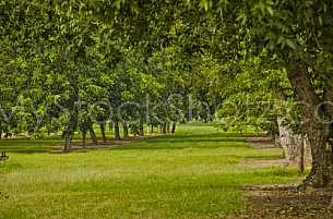 Pecans Orchard ready to pick