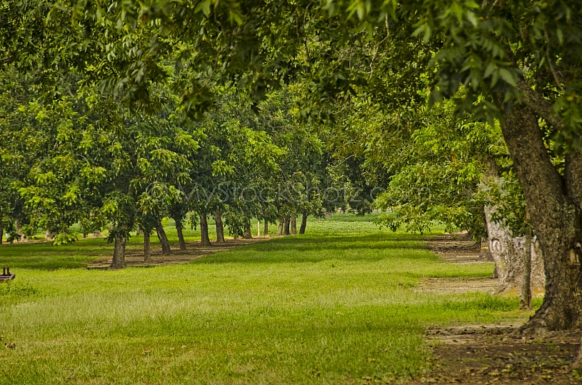 Pecans Orchard ready to pick