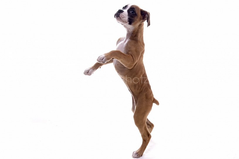 Boxer Puppy in the studio