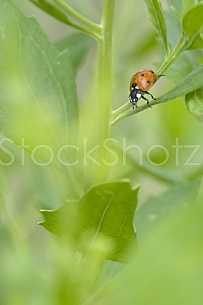 Ladybug on Leaf