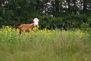 Sunflower Cow - 1