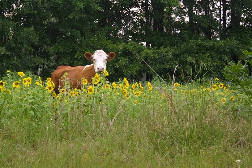 Sunflower Cow - 1