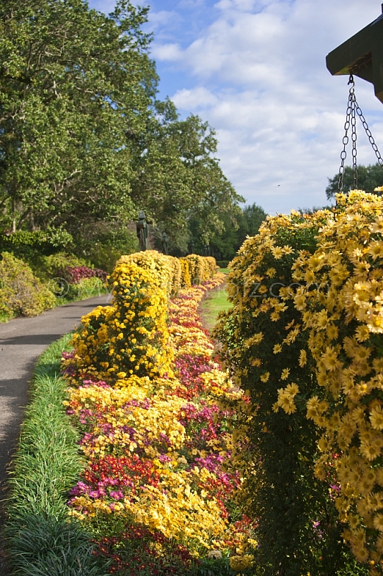 Bellingrath Gardens Mums