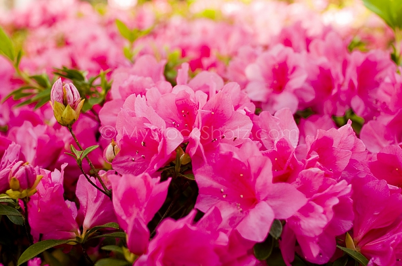 Azaleas