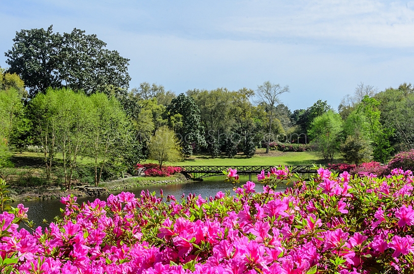 Beautiful Bellingrath Gardens