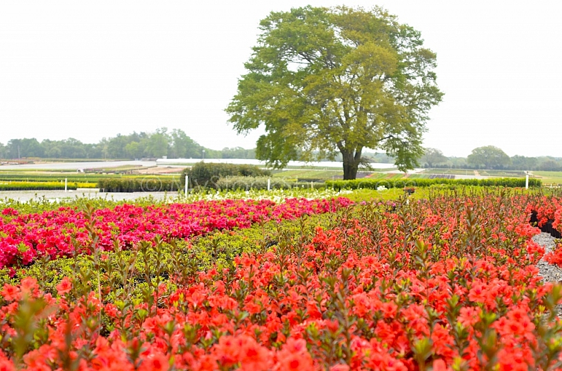Nursery Industry in Mobile County, Alabama