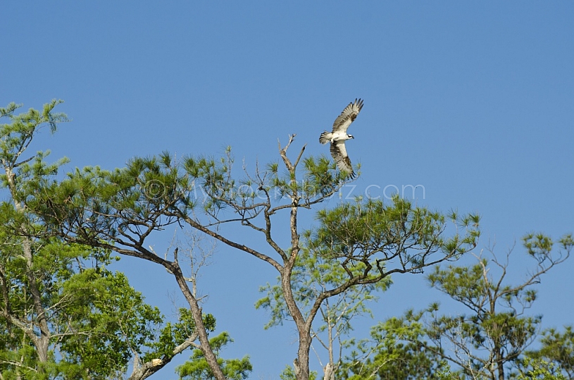 Osprey Takes Flight 6194