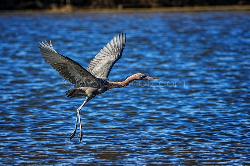 Great Blue Heron in flight