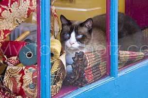 Kitty in the Window