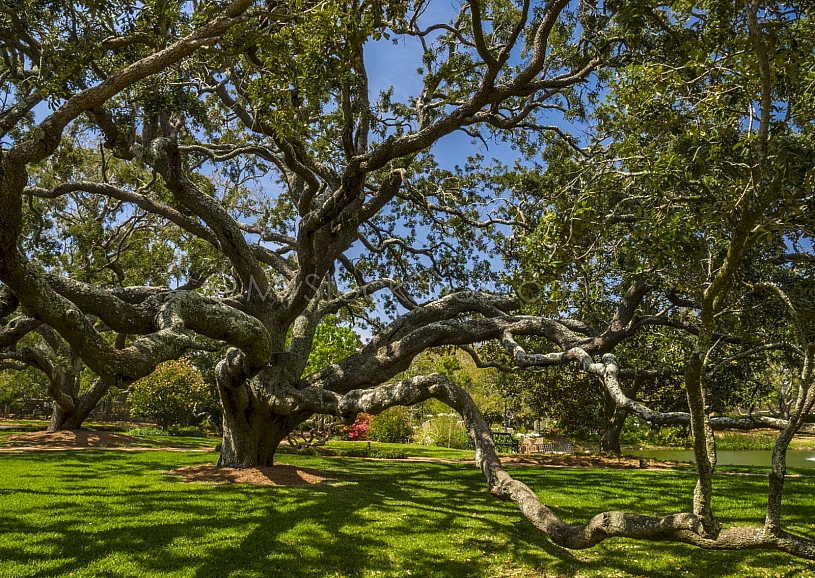 Grand Oak at Marriott Grand Hotel