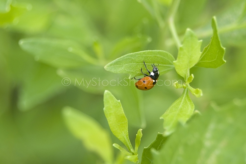 Ladybug on Leaf