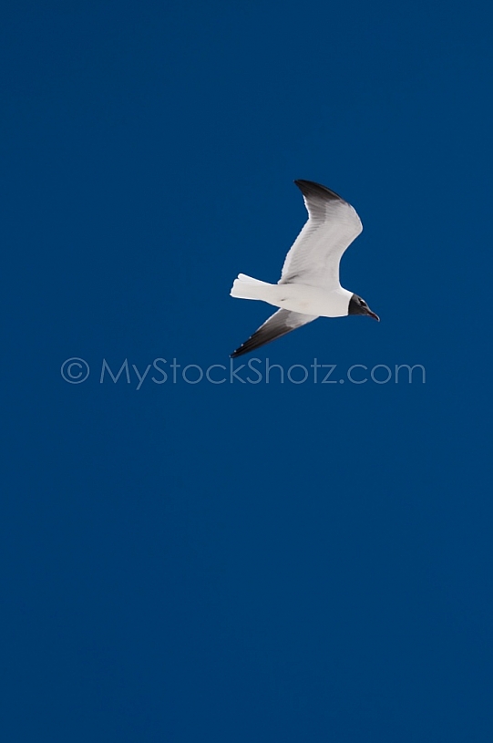 Seagull Flying