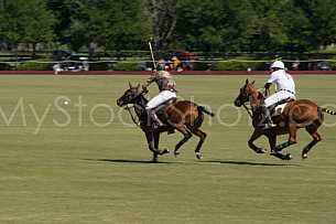 Polo At The Point 
