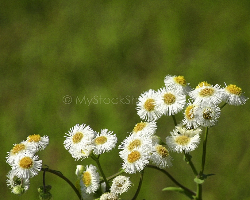 Little white flowers
