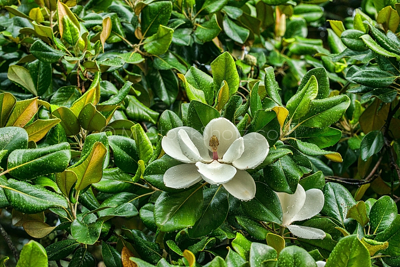 Magnolia after the rain