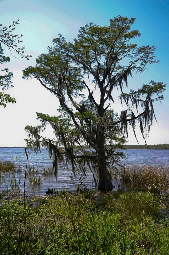 Tree on Mobile Bay