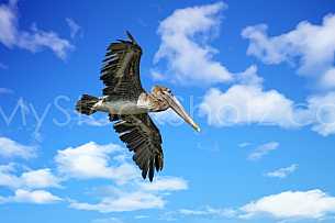 Brown Pelican in flight - gliding