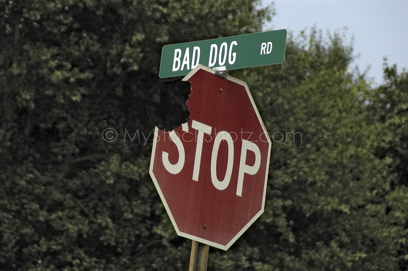 Bad Dog Road