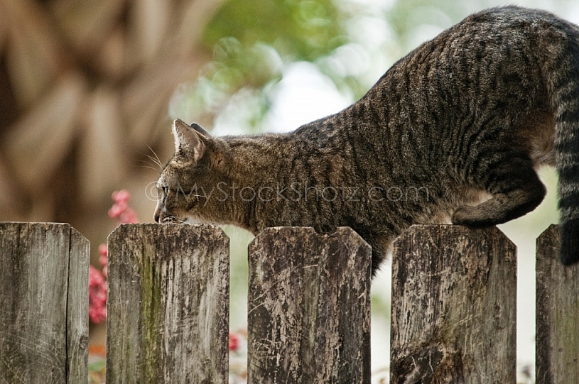 Cat on the fence
