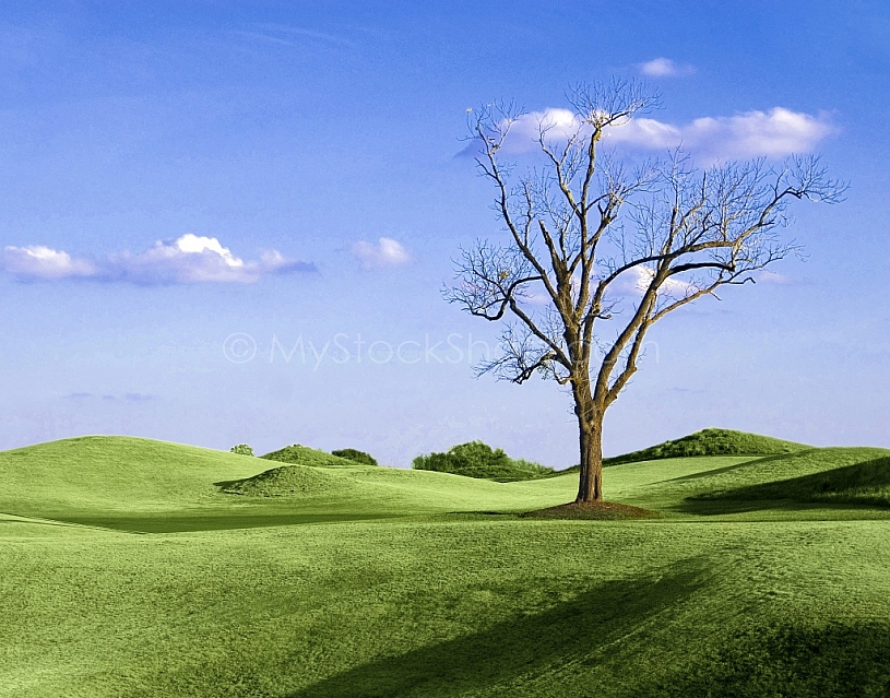 Lone tree on the golf course 2