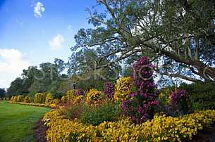 Bellingrath Gardens Mums