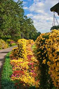 Bellingrath Gardens & Home - Mums in Bloom - 2010