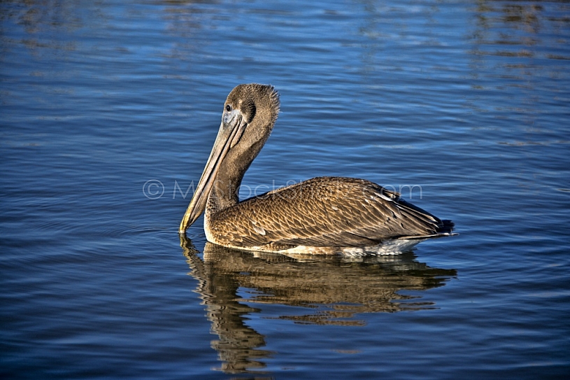 Pelican - Mobile Bay