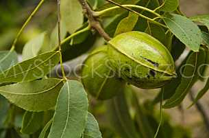 Pecans on the tree ready to pick