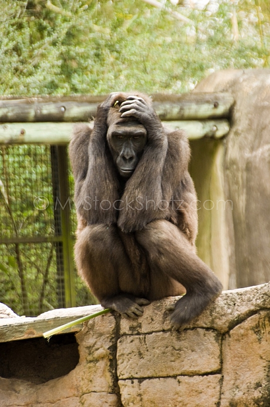 Gorilla Posing